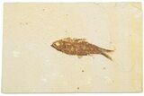 Detailed Fossil Fish (Knightia) - Wyoming #186480-1